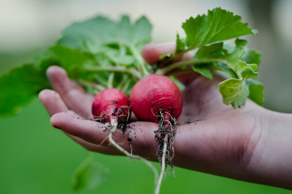 a hand holding radishes 