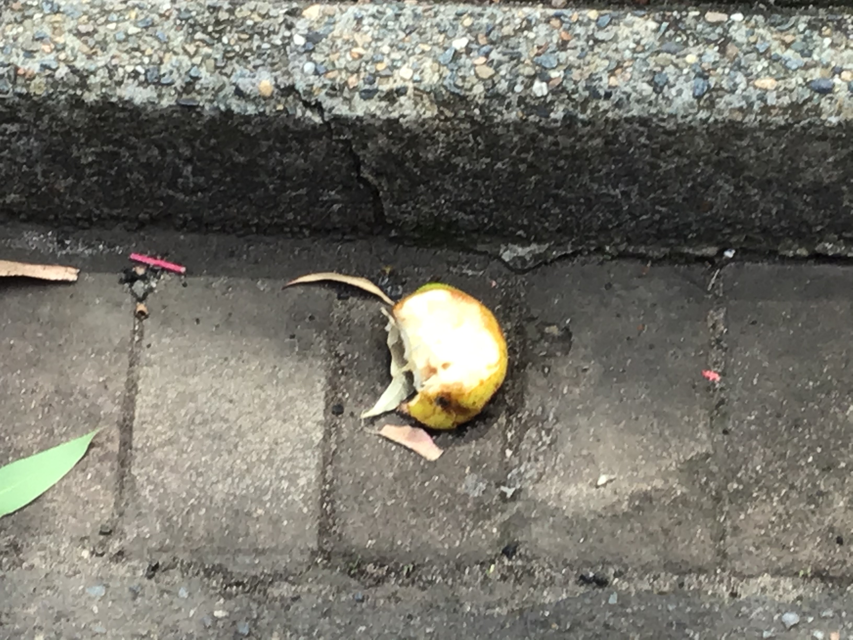 Pear on the ground