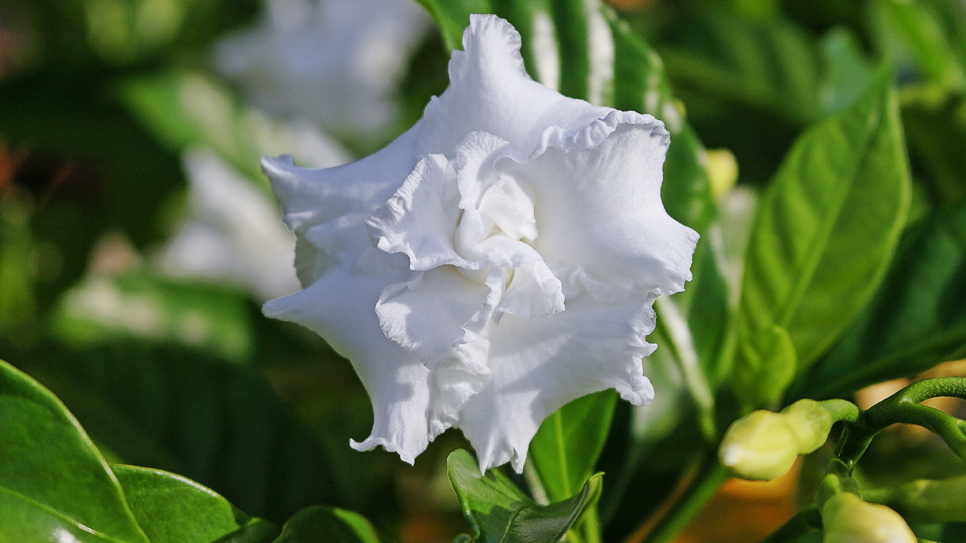 a gardenia blossom
