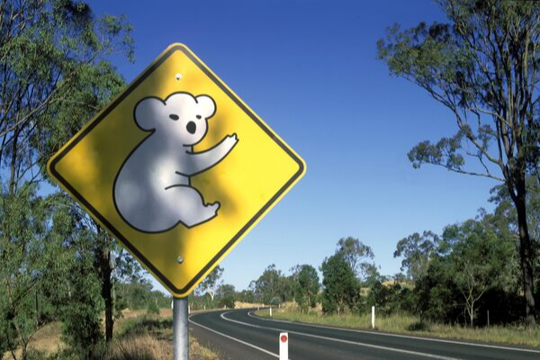 a koala crossing road sign