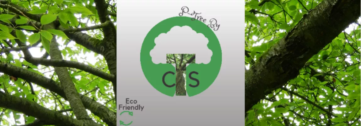 the p tree logo over a green tree background 