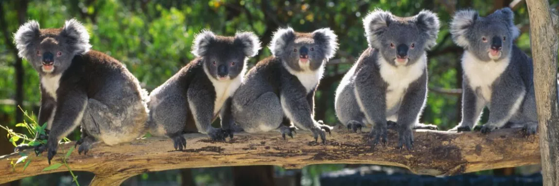 a row of koalas on a tree branch 